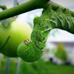 How to kill tomato hornworms