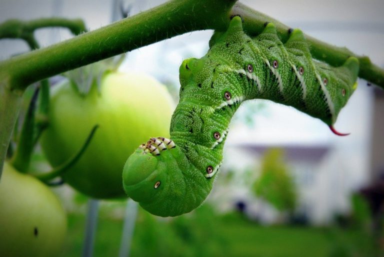 How to kill tomato hornworms