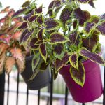 best plants for the balcony