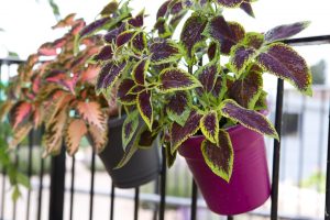 best plants for the balcony
