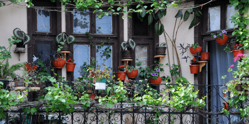 best plants for the balcony