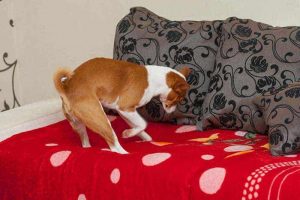 why does dogs scratch the bed