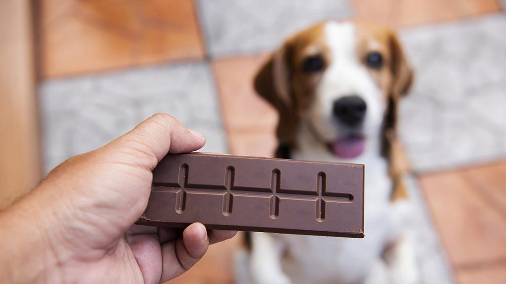 57-droll-what-happens-if-a-puppy-eats-chocolate-picture-hd-uk