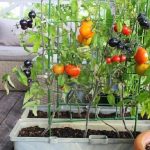 Balcony Vegetable Gardening