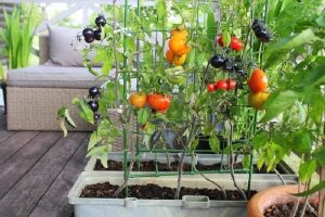 Balcony Vegetable Gardening