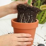 What Soil is Best for Monstera