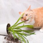 How do I stop cats from eating plants
