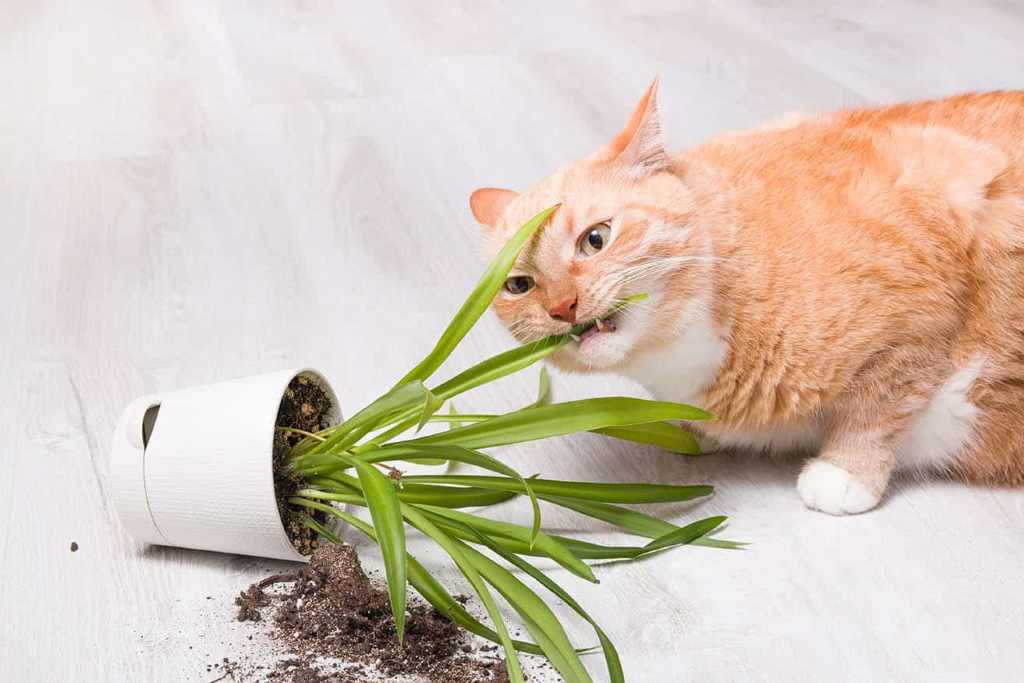 How do I stop cats from eating plants