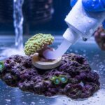 reef-safe cyanoacrylate gel used for coral frag mounting