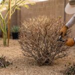 Desert backyard landscape with drought-resistant plants