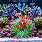Vibrant coral reef aquarium with clear water showing a healthy marine environment.